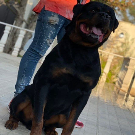 ماکان روتوایلر نر