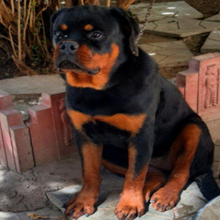 ماکان روتوایلر نر