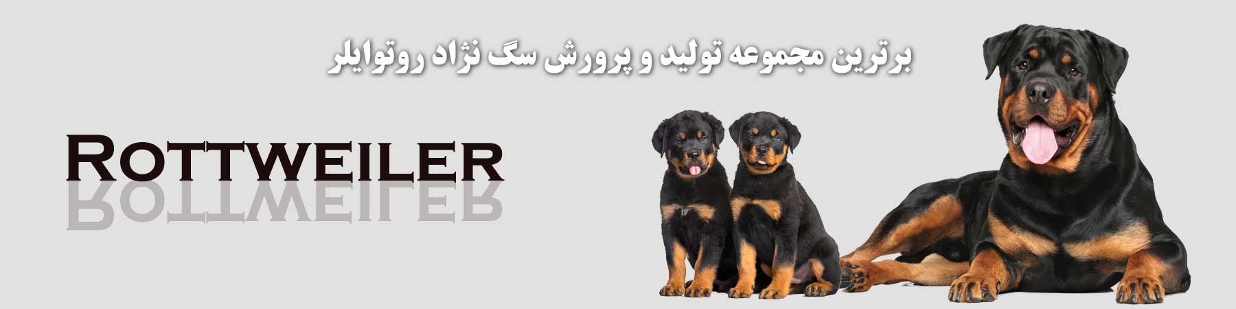 سگ روتوایلر