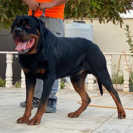 ماکان روتوایلر نر