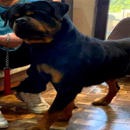 زوما روتوایلر ماده