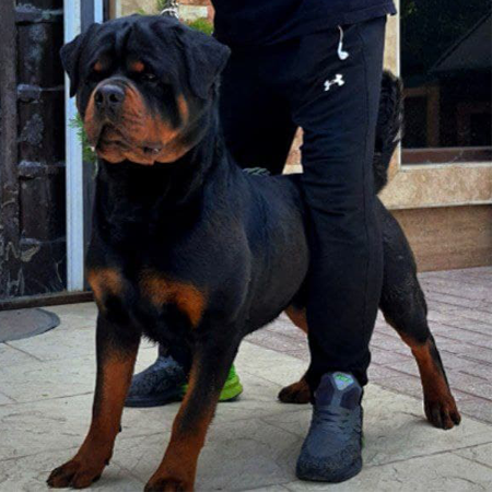 تاکر روتوایلر نر