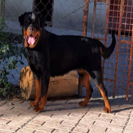 روتوایلر ماده