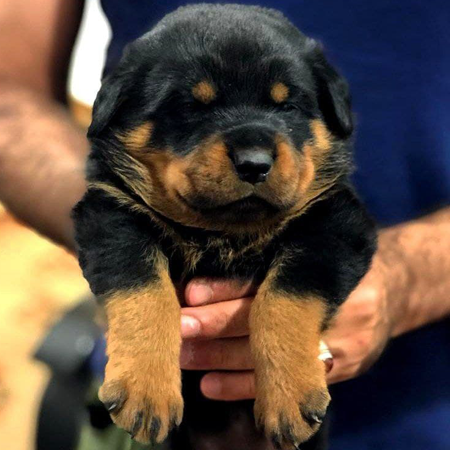 توله روتوایلر