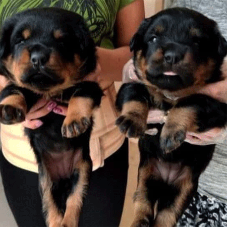 توله روتوایلر