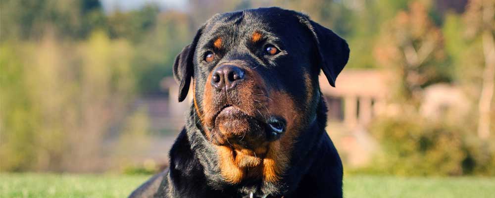 گالری تصاویر