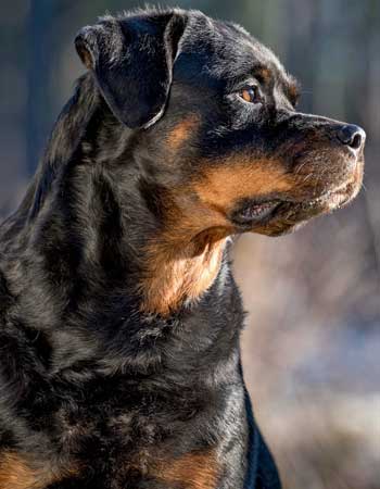 فروخته شده ها